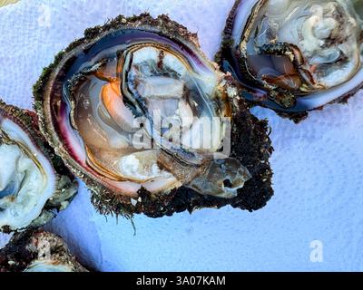Freshly opened oysters ready for tasting at a seaside market during midday Stock Photo