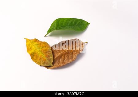 Seasonal Transition Depicted with Green, Yellow, and Brown Leaves on White Background Stock Photo