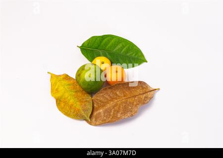 Seasonal Transition Depicted with Green, Yellow, and Brown Leaves on White Background Stock Photo