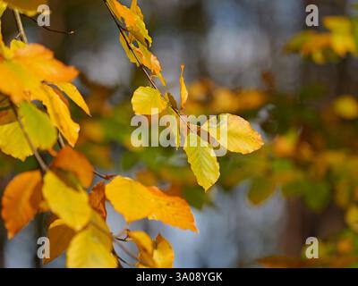 Bright yellow beech leaves hang on the branches and herald the start of autumn Stock Photo