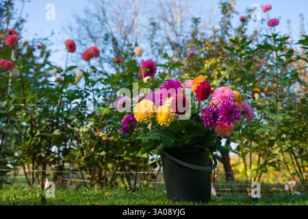 Flower bucket full of various dahlia blooms freshly cut on organic flower farm. Flower bed in full bloom and bucket of cut dahlia flowers. Stock Photo