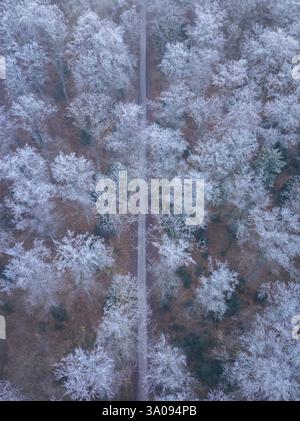 Path through a wintry forest, taken from above, with snow-covered trees, Gechingen, district of Calw, Black Forest, Germany, Europe Stock Photo