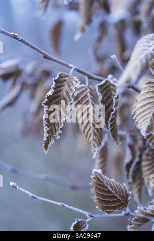 Close-up of frozen brown leaves on branches in winter, Gechingen, district of Calw, Black Forest, Germany, Europe Stock Photo