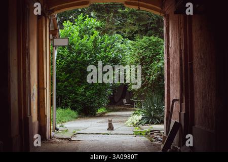 Cat sitting waiting at the end of a dark hallway Stock Photo