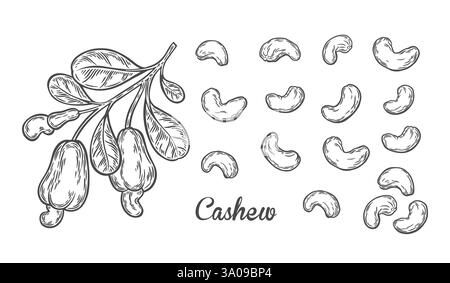 Branch with cashew nuts in engraving style Stock Vector