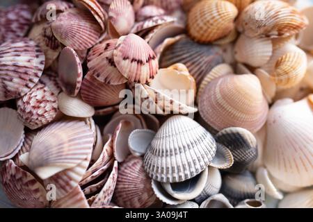 collection of orange, pink, gray, blue, and white scallop seashells Stock Photo