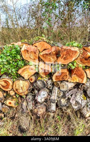 Newly cut fruit-wood (probably apple) lying on top of stack of older seasoned Oak logs for domestic fuel - Indre-et-Loire (37), France. Stock Photo