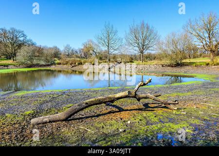 Partially drained fish pond in La Brenne regional park - Le Bouchet, Rosnay, Indre (36), France. Stock Photo