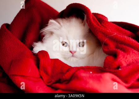 Adorable Kitten Wrapped in Blanket Stock Photo