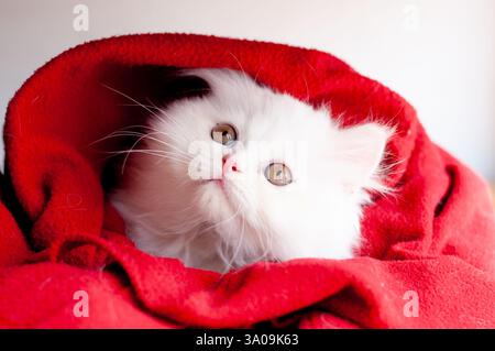 Adorable Kitten Wrapped in Blanket Stock Photo