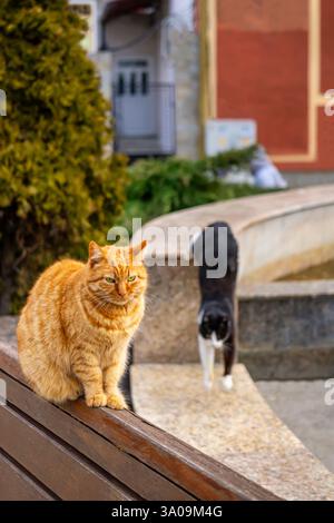 Orange and black cats relax in urban park, calm afternoon. Ginger cat sitting on wooden bench, black-and-white cat walks in background. Quiet urban Stock Photo