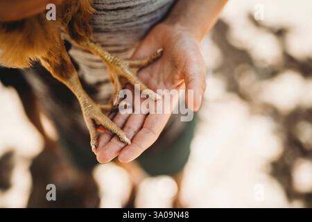 Close up of child hands holding chicken legs outside in summer Stock Photo