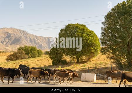 A herd of cows are walking down a road Stock Photo