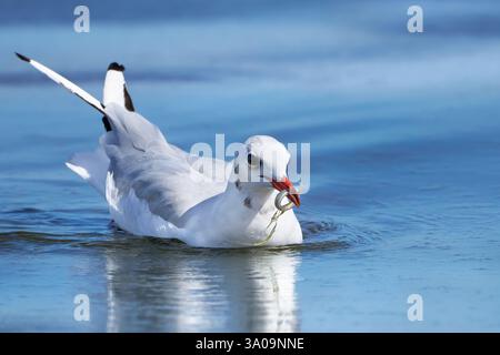 Swimming Black-headed gull (Chroicocephalus ridibundus) with caught small fish in its beak Stock Photo