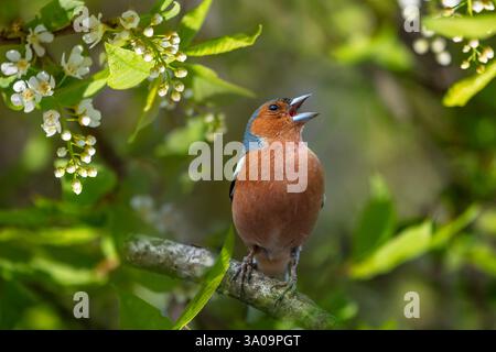 chaffinch male singing in park sitting on branches of blooming white bird cherry Stock Photo