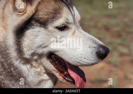 the eyes of a fluffy dog. The eyes of a husky sled dog Stock Photo