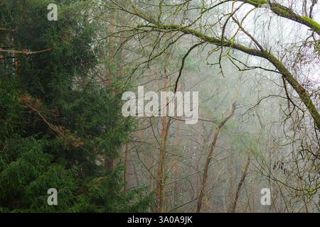 Branch of fir or pine tree covered with rain drops in a forest or woods in winter or early spring, close up Stock Photo