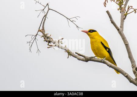Black-naped oriole perched on a branch in a tree Stock Photo