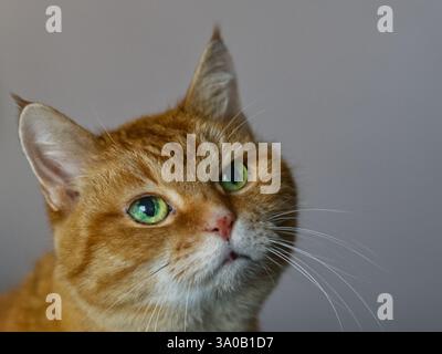 Close up of a cat. Red and white cat with big green eyes Stock Photo