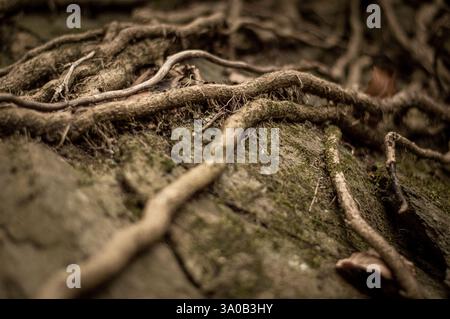 roots growing on stone Stock Photo