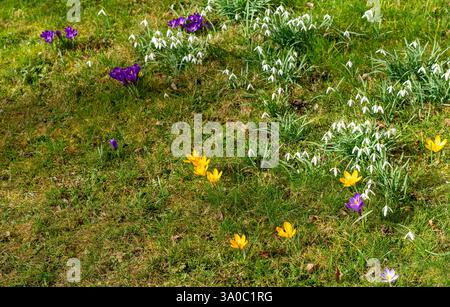 many spring wild flowers on a green meadow in the park Stock Photo