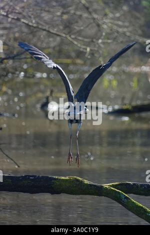 Grey heron Ardea cinerea flying Stock Photo