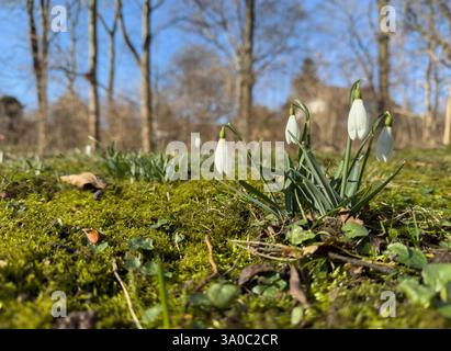 wild flowers snowdrops in the spring on a green meadow in the park Stock Photo