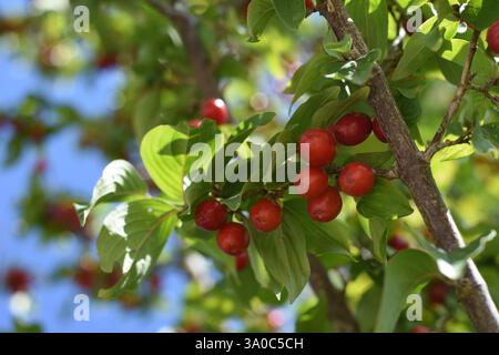 Cornus mas or cornelian cherry berries on a branch Stock Photo
