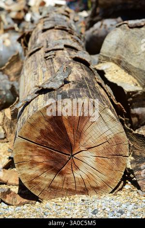 Old oak tree trunk cut Stock Photo