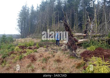 Lone Man (Hiker) Walking by Strom Damaged Trees in Beckermonds Scar Woods in Langstrothdale, Yorkshire Dales National Park, England, UK. Stock Photo