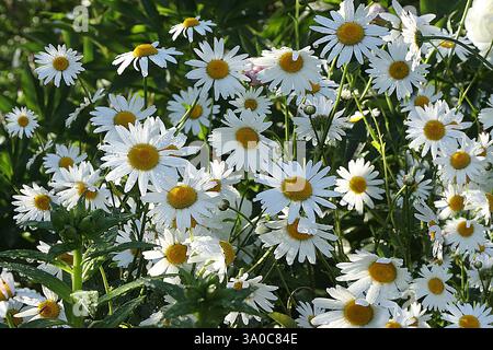Chamomiles in the garden on a summer morning. Sunny flowers in the park. A beautiful summer garden in the early morning with a natural bokeh backgroun Stock Photo