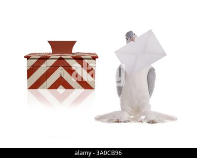 dove with a letter and Polish mailbox isolated on white background Stock Photo