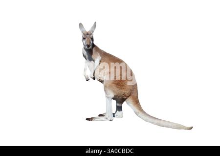 red kangaroo isolated on white background Stock Photo