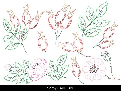 Rosehip. Set of illustrations in hand draw style. Hand drawing, color outline. Design for coloring by colors, postcards. Icons, signs, stickers, pins, Stock Vector