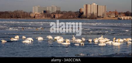 Detroit, Michigan - Mute swans (Cygnus olor) on the ice in the Detroit River in late winter. Mute swans were introduced from Europe in the 1800s and h Stock Photo