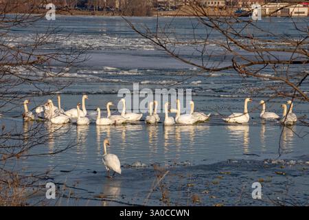 Detroit, Michigan - Mute swans (Cygnus olor) on the ice in the Detroit River in late winter. Mute swans were introduced from Europe in the 1800s and h Stock Photo