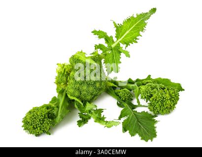 Fresh  rapini or broccoli rabe  isolated on white background Stock Photo