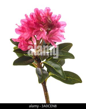 Rusty leaved alpenrose isolated on white background Stock Photo