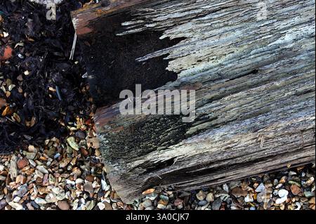 A tree stump on a gravel beach. The stump inwardly decaying, black debris falling out. Lined or textured bark. Stock Photo