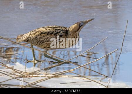 Eurasian Bittern Stock Photo