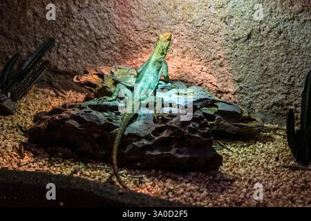 Green lizard basking on rock under warm light in desert terrarium Stock Photo