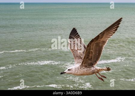 Close-up of a seagull flying over the ocean near the coast of Cadiz, Spain. Stock Photo