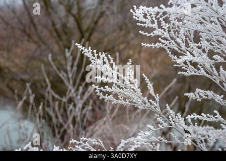 Ice on the branches of a bush. Hard rime or hoarfrost formed during the night by cooling of moist air below zero. Stock Photo