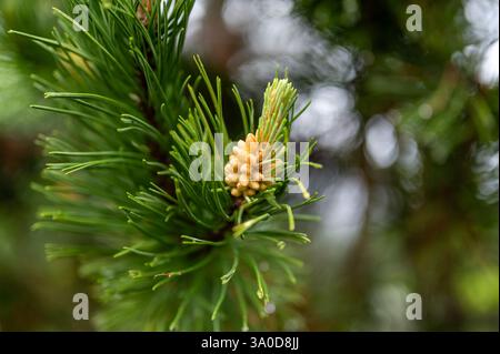 A close-up of a pine flower, the delicate start of a pine cone. The intricate details of the flower mark the beginning of natures process, soon to bec Stock Photo