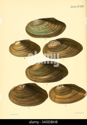 Selection of bivalve shells Stock Photo - Alamy
