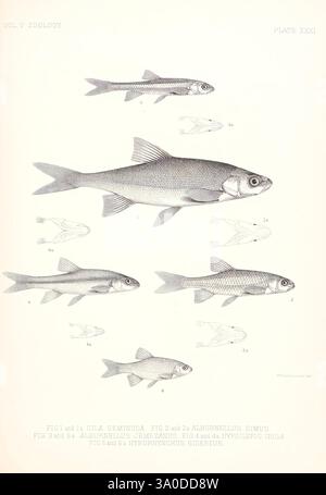 A scientific report detailing discoveries in the field of natural ...