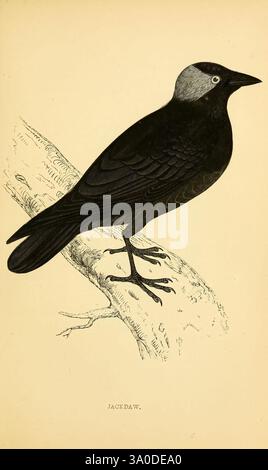 A history of British birds.1863-1866?, birds, Great Britain, bird, A detailed illustration of a jackdaw perched on a branch, showcasing its distinctive features. The bird exhibits sleek black plumage, complemented by a light-colored cap on its head. Its sharp beak points forward, and a striking white eye stands out against the dark feathers. The branch it rests upon features natural textures, emphasizing the bird's natural habitat. Below the image, the name 'JACKDAW' is elegantly inscribed, identifying the species. Stock Photo