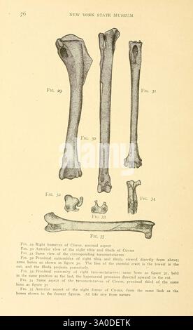 Bird Rib Anatomy Osteology of Birds 1909. Anatomy Birds Bones Osteology Accipitres ...