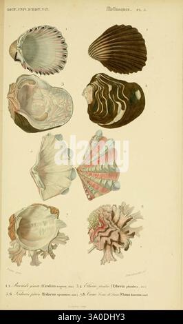 Cockleshell Structure Cockle shell in different shapes Stock Photo - Alamy