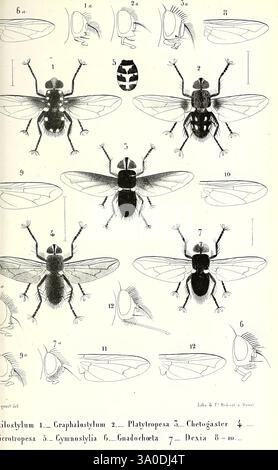Fly Perspective Insect A detailed illustration of a fly, highlighting its anatomical features ...